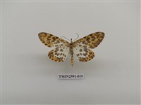 藏品(尺蛾104)的圖片